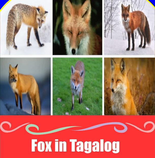 5 Easy Ways to Learn ‘Fox’ in Tagalog: Master the Word Soro Fox in Tagalog - Soro wildlife vocabulary and cultural guide for families.