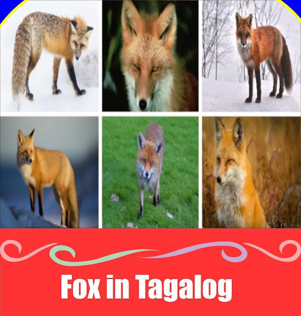 5 Easy Ways to Learn ‘Fox’ in Tagalog: Master the Word Soro Fox in Tagalog - Soro wildlife vocabulary and cultural guide for families.