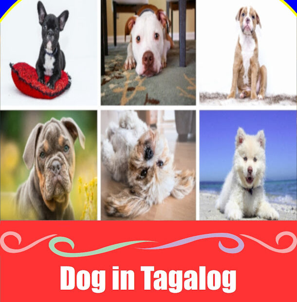 Dog in Tagalog: Meaning, Definition, Vocabulary, and 10 Example Sentences How To Say Dog in Tagalog