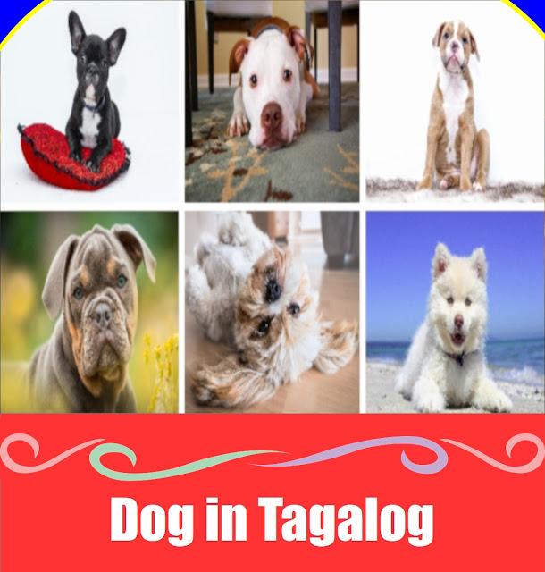 Dog in Tagalog: Meaning, Definition, Vocabulary, and 10 Example Sentences How To Say Dog in Tagalog