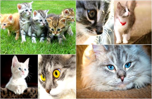 Cat in Tagalog: Meaning, Definition, Vocabulary, and 10 Example Sentences How To Say Cat in Tagalog Translation