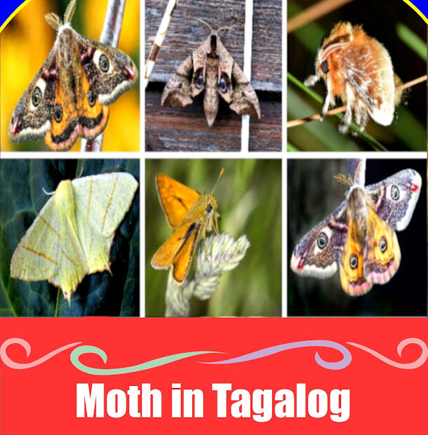 Educational collage showing different species of moths with a banner labeled moth in Tagalog (gamu-gamo).