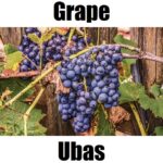Grape in Tagalog: 7 Essential Facts, Meaning, and Example Sentences Discover the Tagalog word for grape: ubas. A simple Filipino fruit vocabulary guide designed to help kids and beginners learn Tagalog fruit names through clear, colorful visuals.