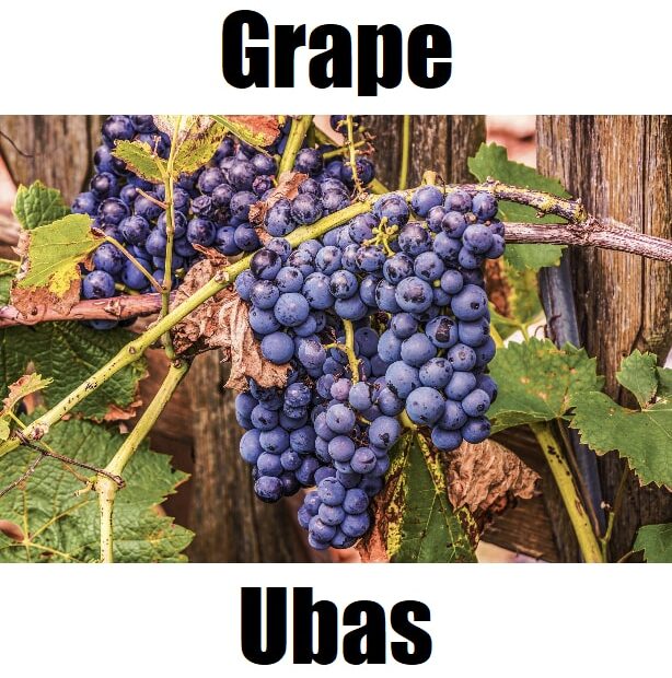 Grape in Tagalog: 7 Essential Facts, Meaning, and Example Sentences Discover the Tagalog word for grape: ubas. A simple Filipino fruit vocabulary guide designed to help kids and beginners learn Tagalog fruit names through clear, colorful visuals.