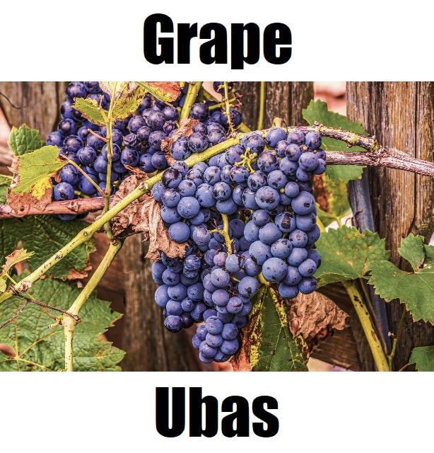 Grape in Tagalog: 7 Essential Facts, Meaning, and Example Sentences Grape in Tagalog is ‘ubas.’ This educational image introduces ubas along with other Tagalog fruit names to help learners build Filipino fruit vocabulary and strengthen Tagalog language skills.