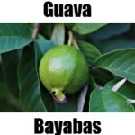 Guava in Tagalog: 12 Powerful Meanings, Uses, Vocabulary, and Example Sentences Guava in Tagalog is bayabas. This fruit‑vocabulary image introduces bayabas alongside other Tagalog fruit names to help learners build everyday Filipino vocabulary.
