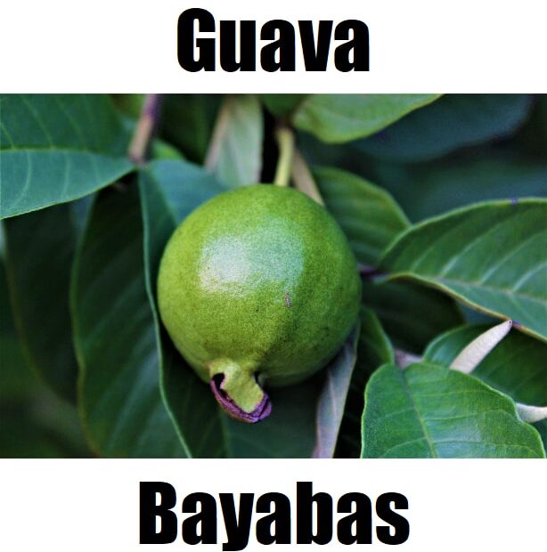 Guava in Tagalog: 12 Powerful Meanings, Uses, Vocabulary, and Example Sentences Guava in Tagalog is bayabas. This fruit‑vocabulary image introduces bayabas alongside other Tagalog fruit names to help learners build everyday Filipino vocabulary.