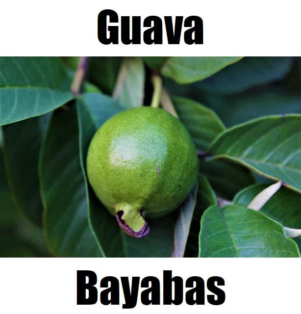 Guava in Tagalog: 12 Powerful Meanings, Uses, Vocabulary, and Example Sentences Guava in Tagalog is ‘bayabas.’ This educational fruit‑vocabulary image helps learners recognize bayabas and other Filipino fruit names, supporting simple and fun Tagalog language learning.