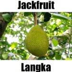7 Powerful Facts About Jackfruit in Tagalog: Meaning, Vocabulary, Uses, and Example Sentences Jackfruit in Tagalog is langka. This fruit‑vocabulary image introduces langka alongside other Tagalog fruit names to help learners build everyday Filipino vocabulary.