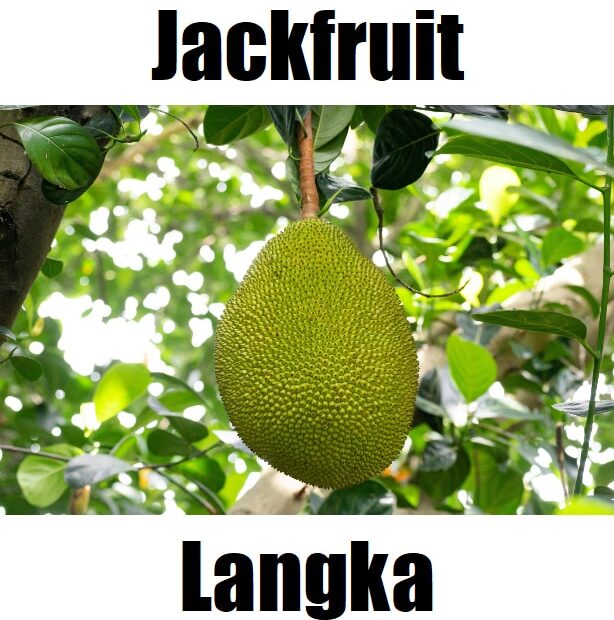 Jackfruit in Tagalog is langka. This fruit‑vocabulary image introduces langka alongside other Tagalog fruit names to help learners build everyday Filipino vocabulary.