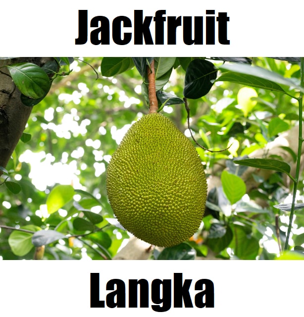 7 Powerful Facts About Jackfruit in Tagalog: Meaning, Vocabulary, Uses, and Example Sentences Jackfruit in Tagalog is ‘langka.’ This educational fruit‑vocabulary image helps learners recognize langka and other Filipino fruit names, supporting simple and fun Tagalog language learning.