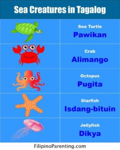 Tagalog Sea Creatures: Filipino Names of Ocean Animals (Mga Hayop sa Dagat sa Tagalog) Tagalog Sea Creatures: Filipino Names of Ocean Animals (Mga Hayop sa Dagat sa Tagalog)