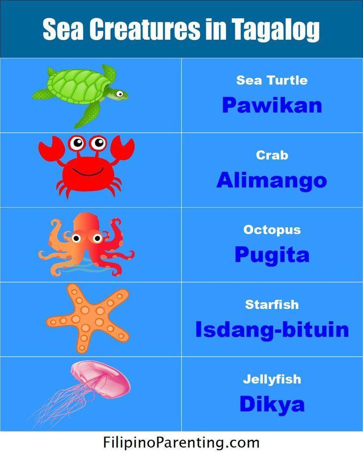 Sea Animals in Tagalog: 40+ Easy & Essential Ocean and Water Animal Names Discover the Filipino names for various sea creatures in Tagalog with our comprehensive guide. This resource covers essential sea animals in Tagalog, including the Pawikan (Sea Turtle), Alimango (Crab), Pugita (Octopus), Isdang-bituin (Starfish), and Dikya (Jellyfish). Ideal for those looking to master basic Filipino ocean vocabulary and nautical terms.