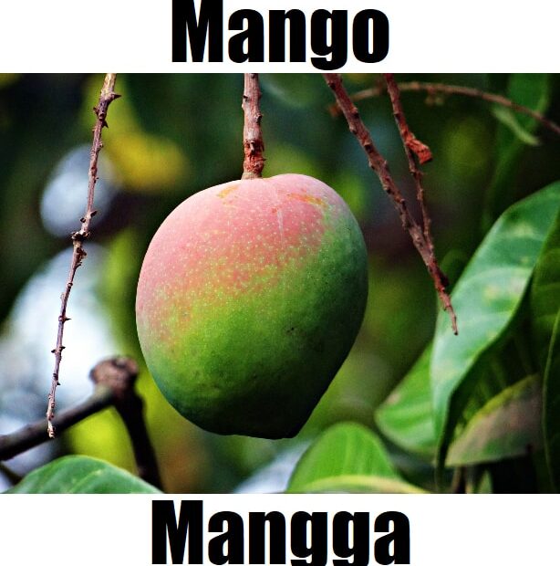 10 Essential Facts About Mango in Tagalog: Meaning, Vocabulary, Varieties, and Example Sentences Mango in Tagalog is mangga. This fruit‑vocabulary image introduces mangga alongside other Tagalog fruit names to help learners build everyday Filipino vocabulary.