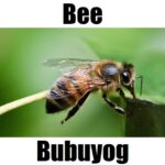 🍯5 Facts: Bee in Tagalog, Essential Vocabulary, and the Importance of Bubuyog 🍯5 Facts: Bee in Tagalog, Essential Vocabulary, and the Importance of Bubuyog