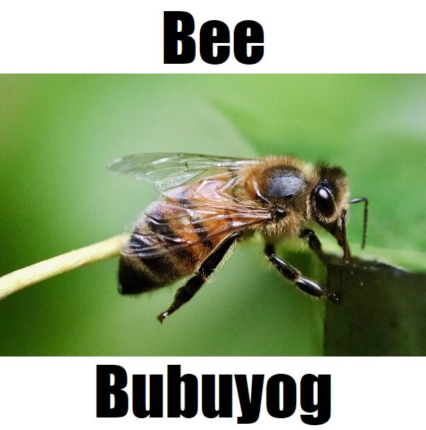 🍯5 Facts: Bee in Tagalog, Essential Vocabulary, and the Importance of Bubuyog