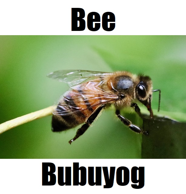 🍯5 Facts: Bee in Tagalog, Essential Vocabulary, and the Importance of Bubuyog A close-up, high-detail macro shot of a honey bee (Bubuyog) perched on a dark edge against a soft, blurred green nature background. The image features the word "Bee" at the top and its Tagalog translation "Bubuyog" at the bottom in bold black text.