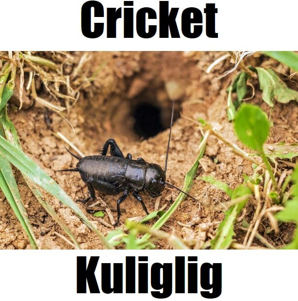 Detailed image showing a cricket in Tagalog (kuliglig) standing by a small burrow on the ground.