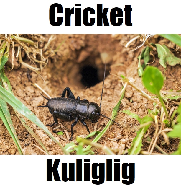 10 Helpful Facts About Cricket in Tagalog (Kuliglig) You Should Know High-quality close-up of a cricket in Tagalog (kuliglig) beside a soil burrow with grass, ideal for bilingual EnglishโFilipino insect vocabulary materials.