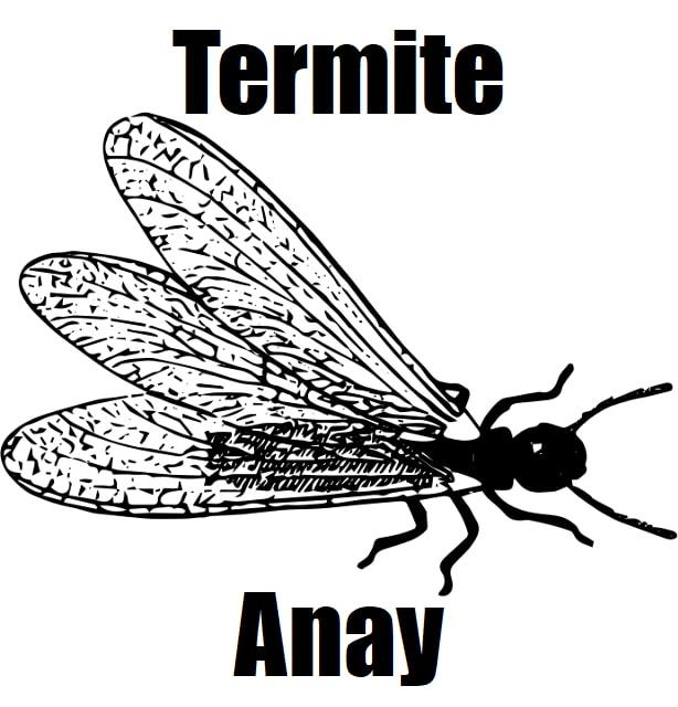7 Fascinating Facts About Termite in Tagalog (Anay) You Should Know Educational image of an anay, also known as a termite, featuring detailed insect anatomy.