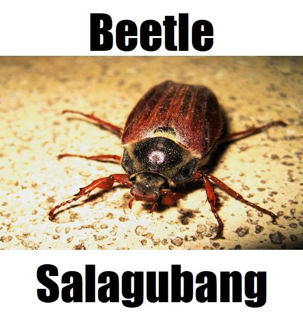 Beetle in Tagalog: 7 Amazing Facts About Salagubang in the Philippines Close‑up of a salagubang, the beetle in Tagalog, highlighting its body shape and shell details.