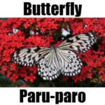 Butterfly in Tagalog: 7 Amazing Facts, Meaning, and Life Cycle Guide Detailed photo showing a butterfly in Tagalog (paru-paro) with wings spread over bright red flowers.