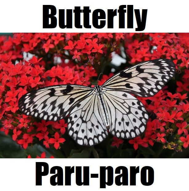 Detailed photo showing a butterfly in Tagalog (paru-paro) with wings spread over bright red flowers.