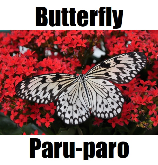 Butterfly in Tagalog: 7 Amazing Facts, Meaning, and Life Cycle Guide High-quality close-up of a butterfly in Tagalog (paru-paro) perched on vibrant red flowers, ideal for bilingual English–Filipino learning materials.