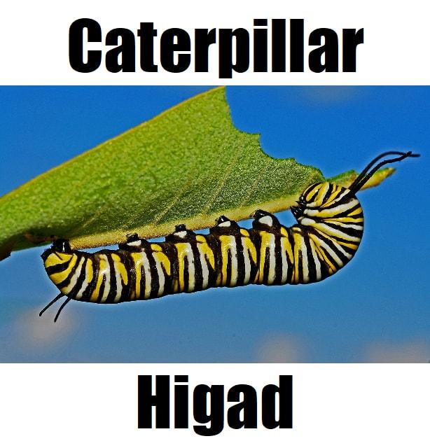 9 Fascinating Facts About Caterpillar in Tagalog (Higad or Uod) You Should Know Close‑up of a higad, the caterpillar in Tagalog, hanging from a leaf with detailed body patterns.