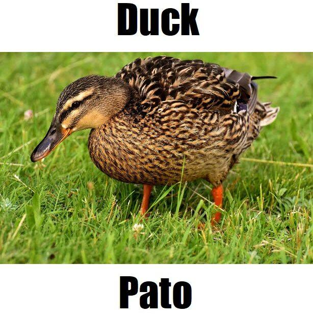 Duck in Tagalog: Powerful Meaning, Definition, Vocabulary, and 10 Easy Example Sentences Mallard duck standing on green grass labeled “Duck in Tagalog – Pato,” perfect for Filipino language learners.