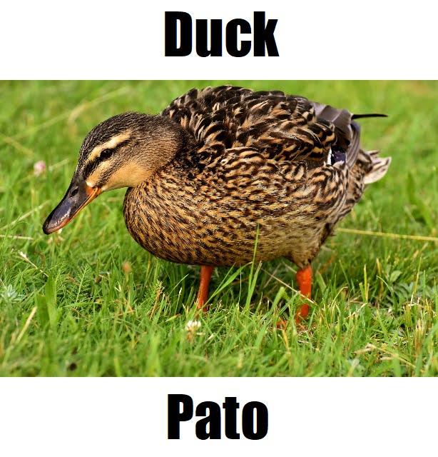 Duck in Tagalog: Powerful Meaning, Definition, Vocabulary, and 10 Easy Example Sentences Mallard duck standing on green grass labeled “Duck in Tagalog – Pato,” perfect for Filipino language learners.