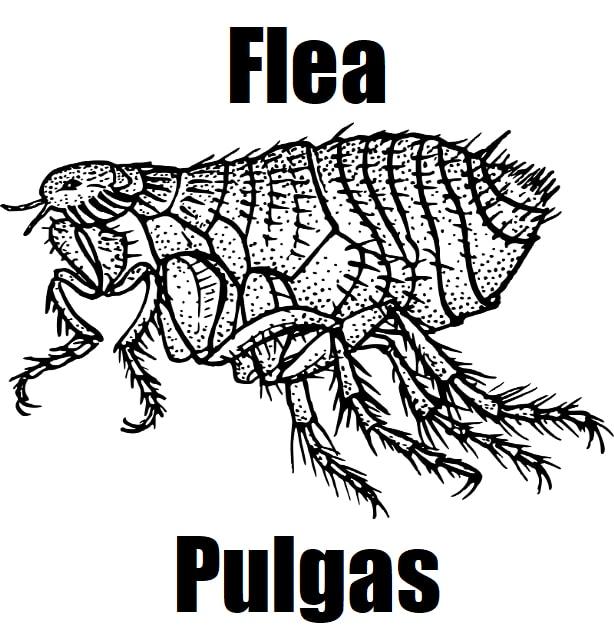 9 Essential and Important Facts About Flea in Tagalog (Pulgas) Flea in Tagalog pulgas close‑up image showing detailed body and legs on a natural surface.