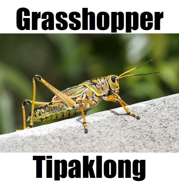 7 Helpful Facts About Grasshopper in Tagalog (Tipaklong): Meaning, Vocabulary, and Examples Close‑up of a tipaklong, the grasshopper in Tagalog, highlighting its yellow and black body and long hind legs.