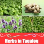 Herbs Vocabulary in Tagalog (Mga Halamang Gamot) Herbs Vocabulary in Tagalog (Mga Halamang Gamot)