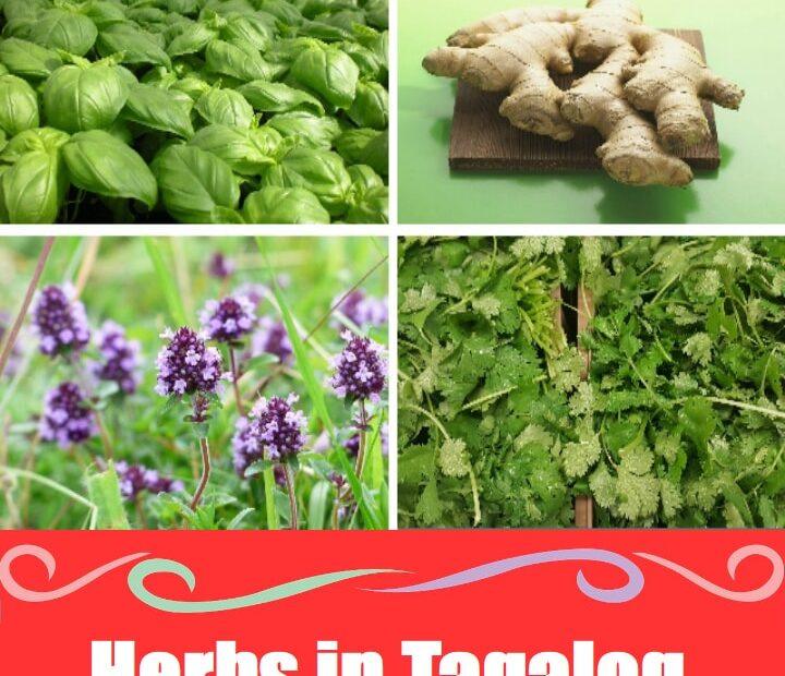 20 Amazing Herbs in Tagalog (Mga Halamang Gamot) – Ultimate Filipino Vocabulary Guide Herbs in Tagalog