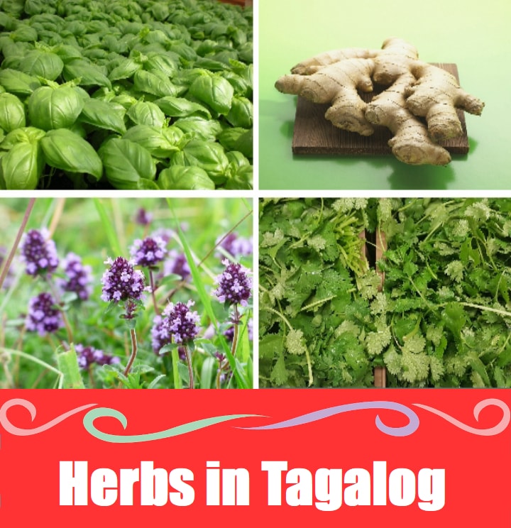 Herbs Word List in Tagalog