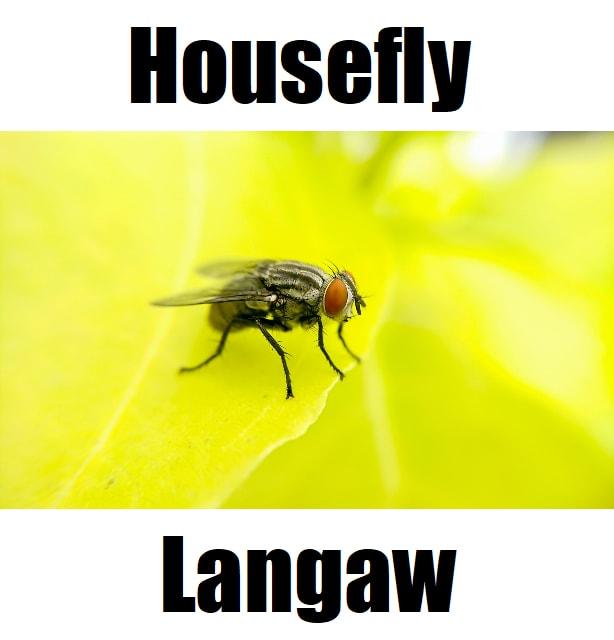 7 Essential and Important FAQs About Housefly in Tagalog (Langaw) Close‑up of a langaw, the housefly in Tagalog, highlighting its eyes, wings, and legs on a leaf.