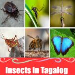 Insect Names in Tagalog (Mga Insekto) Insect Names in Tagalog (Mga Insekto)