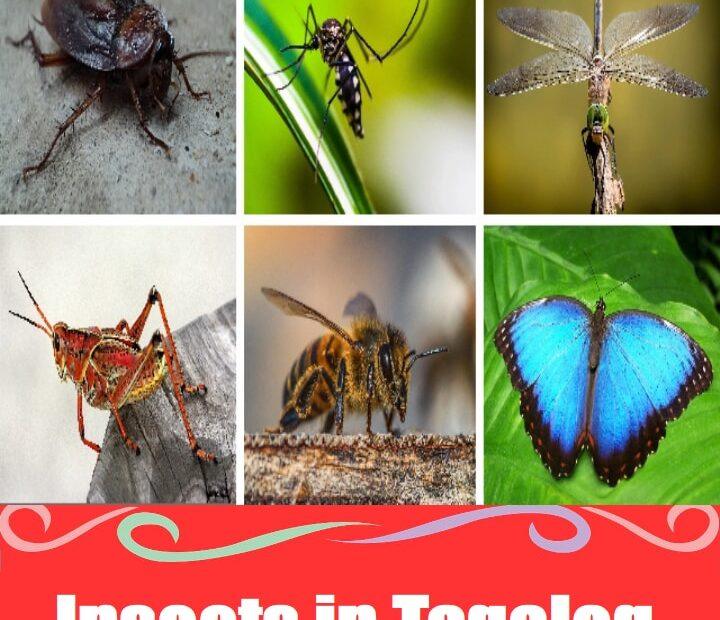 Collage showing a cockroach, mosquito, dragonfly, grasshopper, bee, and butterfly with the text ‘Insects in Tagalog.’