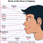 Parts of the Head and Face in Tagalog (Mga Bahagi ng Ulo at Mukha) Parts of the Head and Face in Tagalog (Mga Bahagi ng Ulo at Mukha)