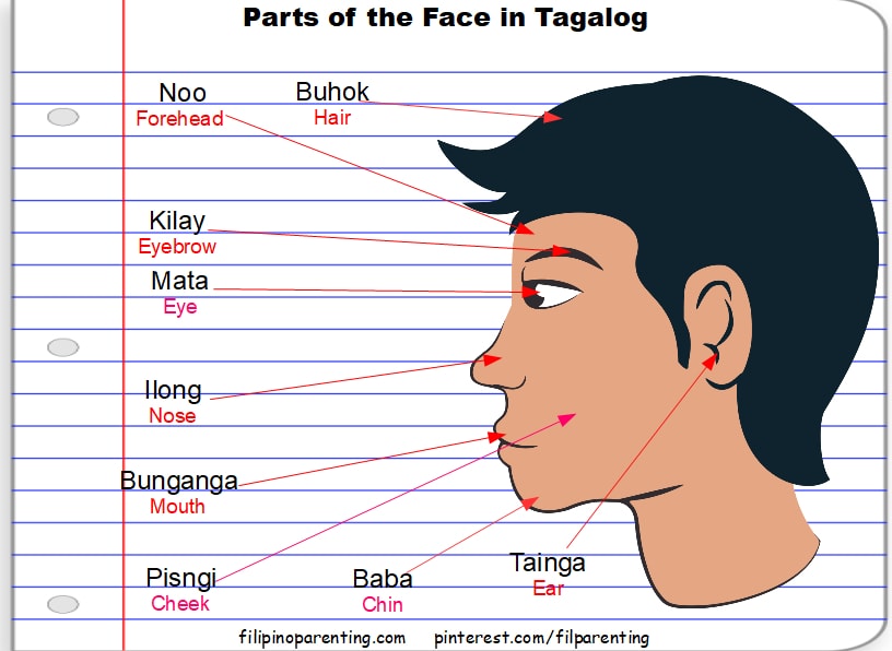 Parts of the Head and Face in Tagalog (Mga Bahagi ng Ulo at Mukha) Parts of the Head and Face in Tagalog (Mga Bahagi ng Ulo at Mukha)
