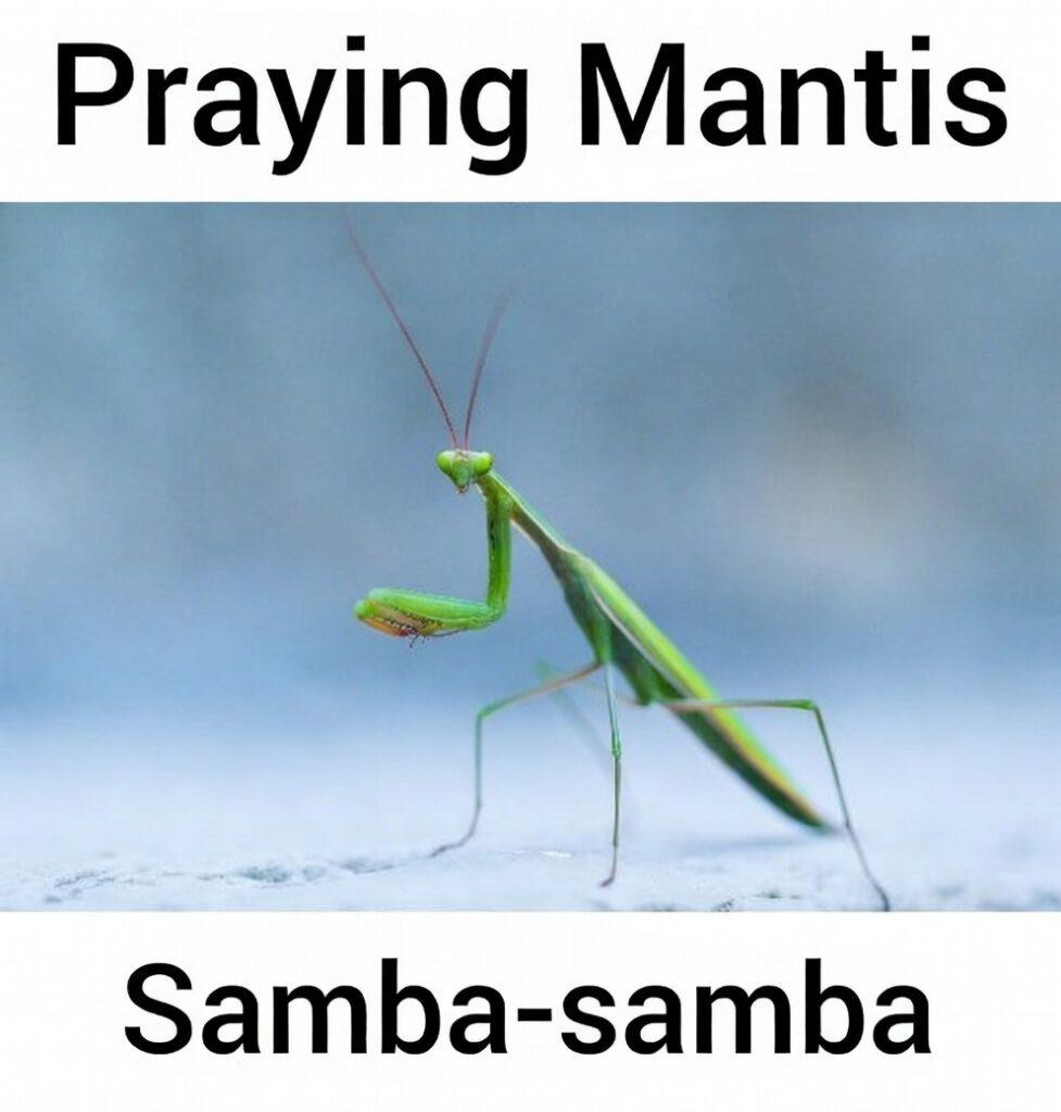7 Fascinating Facts About Praying Mantis in Tagalog (Samba-Samba Guide) Samba‑samba praying mantis in Tagalog close‑up showing its green body and raised front leg pose.