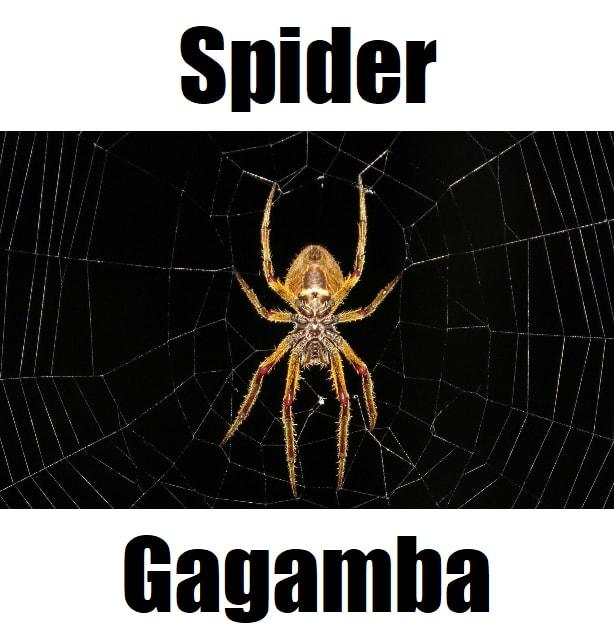 Spider in Tagalog: 10 Helpful Facts About Gagamba You Should Know Close‑up of a gagamba, the spider in Tagalog, resting on a detailed web against a dark background.