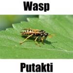 Wasp in Tagalog: 10 Fascinating Facts and Complete Meaning Guide Detailed image showing a wasp in Tagalog (putakti) perched on a leaf for bilingual learning.