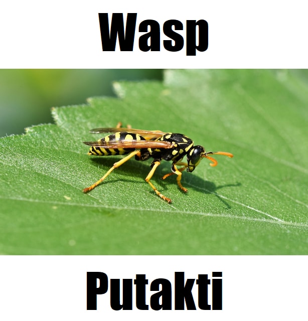 Wasp in Tagalog: 10 Fascinating Facts and Complete Meaning Guide High-quality close-up of a wasp in Tagalog (putakti) on a green leaf, ideal for English–Filipino insect vocabulary and educational materials.