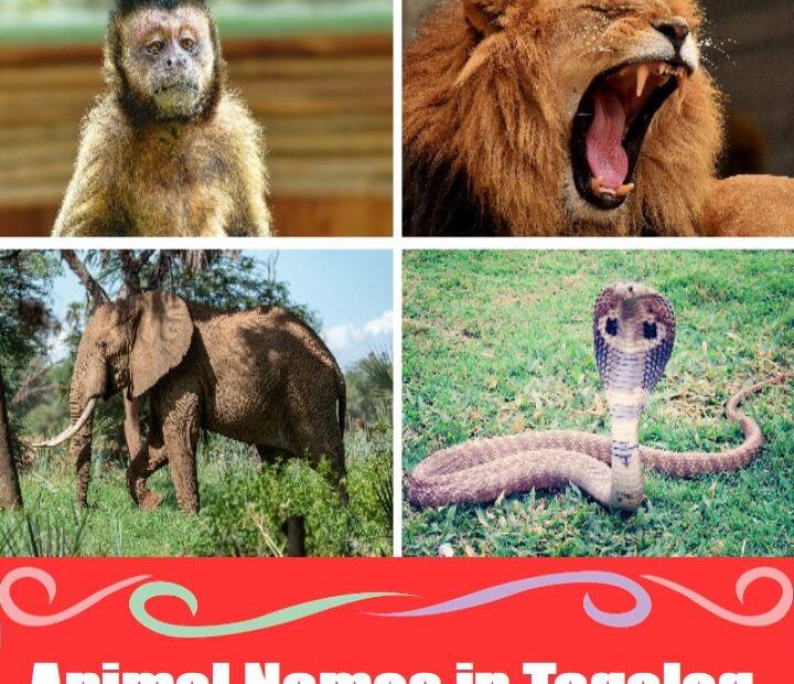 Zoo animals in Tagalog featuring leon (lion), elepante (elephant), unggoy (monkey), and kobra (cobra). This educational image highlights common zoo animals in Tagalog with clear visuals for easy Filipino vocabulary learning.