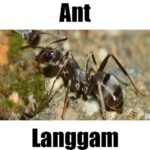 🐜 7 Amazing Facts About Ant in Tagalog: Meaning, Vocabulary, and Examples Detailed image showing an ant in Tagalog (langgam) walking on soil and moss for bilingual learning