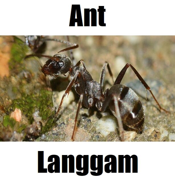 Detailed image showing an ant in Tagalog (langgam) walking on soil and moss for bilingual learning