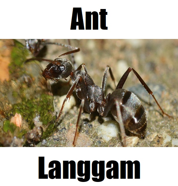 π 7 Amazing Facts About Ant in Tagalog: Meaning, Vocabulary, and Examples High-quality close-up of an ant in Tagalog (langgam) on a natural soil surface, ideal for FilipinoβEnglish insect vocabulary materials.