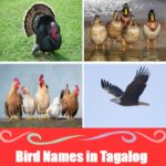 Birds in Tagalog (Ibon): 20 Helpful Vocabulary Words for Beginners Learn common bird names in Tagalog with this visual guide featuring a turkey, ducks, chickens, and an eagle for Filipino vocabulary education.